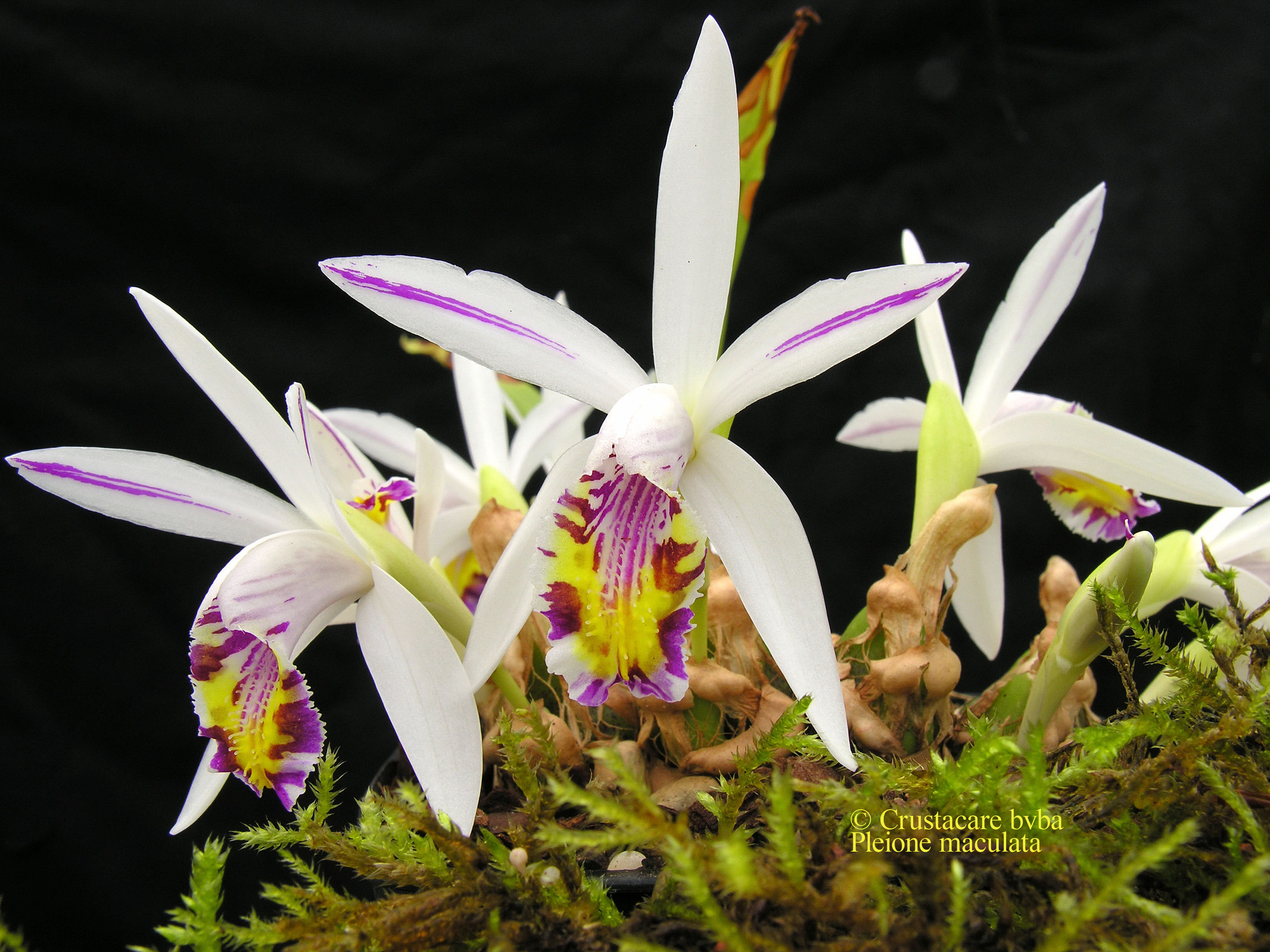 http://www.albiflora.be/files/planten/222/Pleione%20maculata.jpg