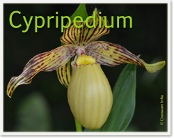 Cypripedium farreri